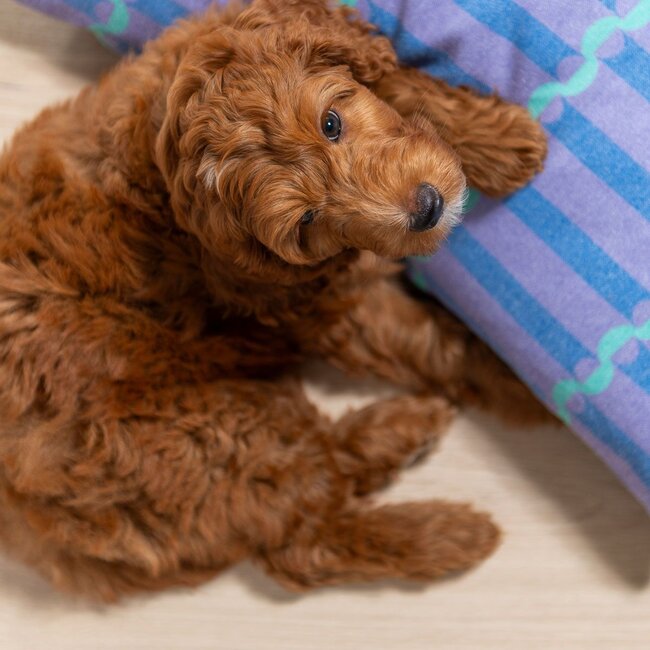 Douwes Dekker Extra Lange Vijg