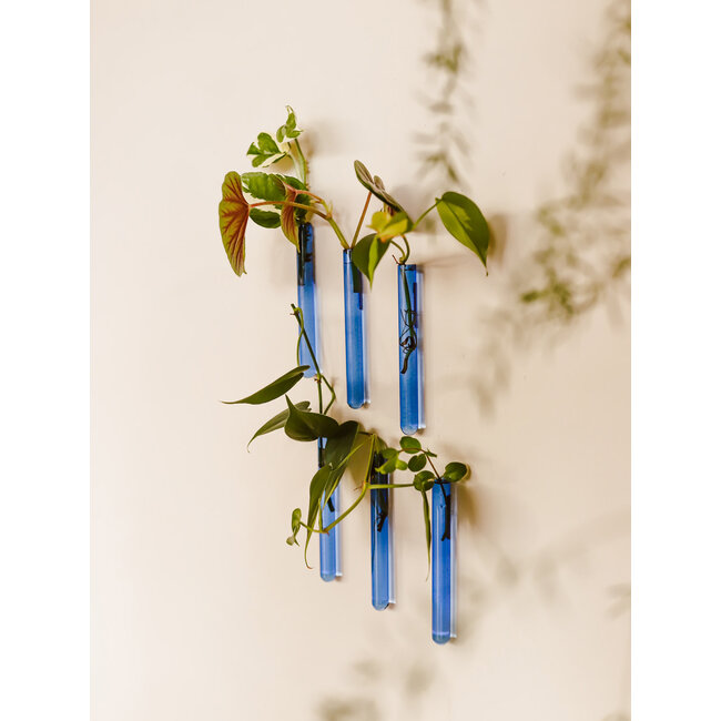 Muurbloempjes licht blauw