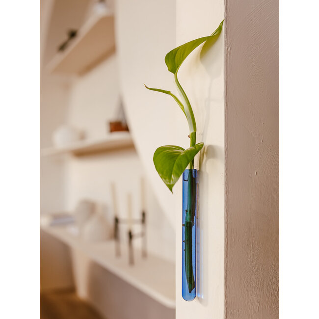 Muurbloempjes licht blauw