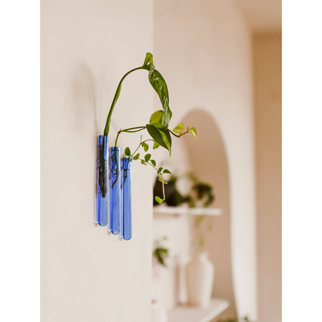 Muurbloempjes licht blauw