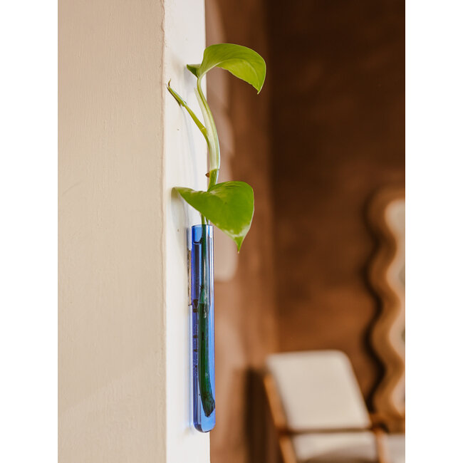 Muurbloempjes licht blauw