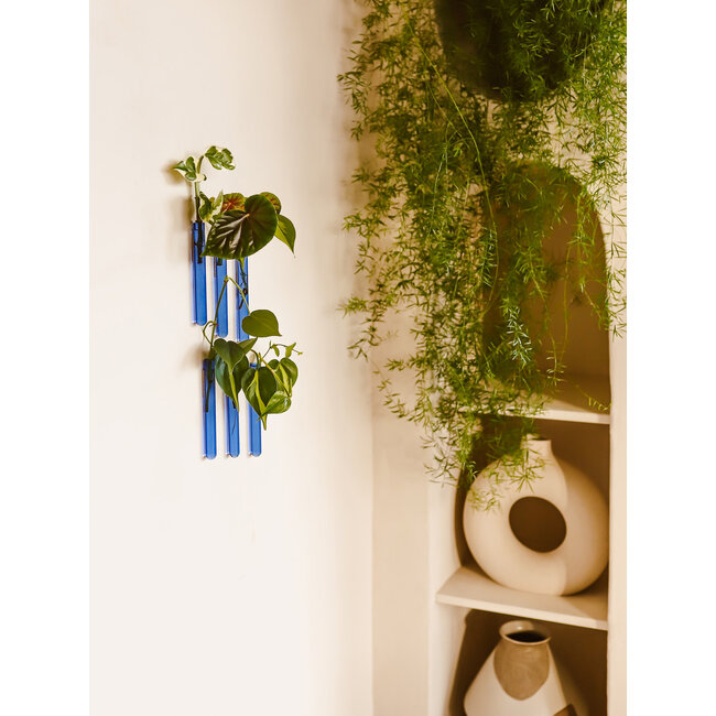 Muurbloempjes licht blauw