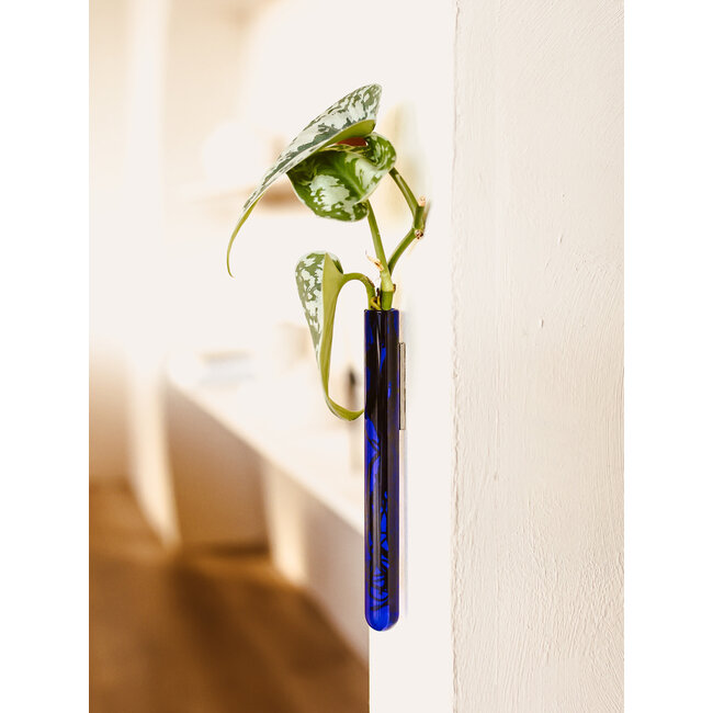 Muurbloempjes blauw