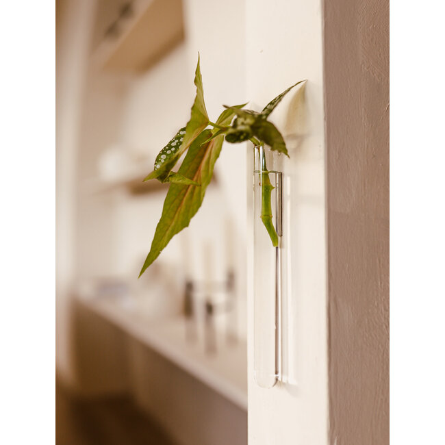 Muurbloempjes transparant