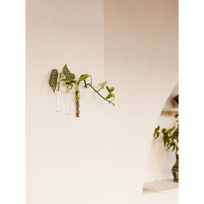 Muurbloempjes transparant