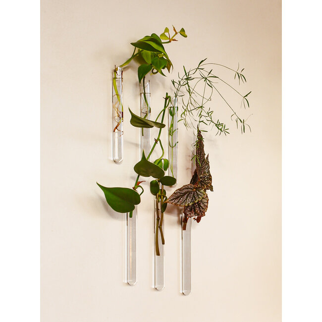 Muurbloempjes transparant