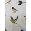 Bird watching