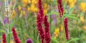 Vaste planten