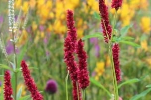 Vaste planten