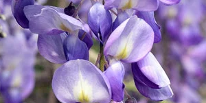 Klimplanten