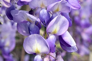 Klimplanten