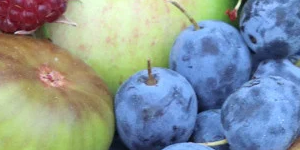 Fruit