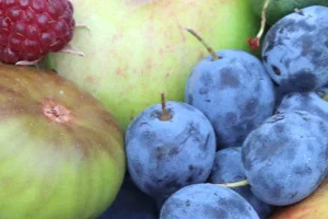 Fruit