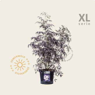 Sambucus nigra 'Black Lace' - XL
