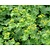 Alchemilla mollis