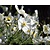 Anemone hybrida 'Honorine Jobert'