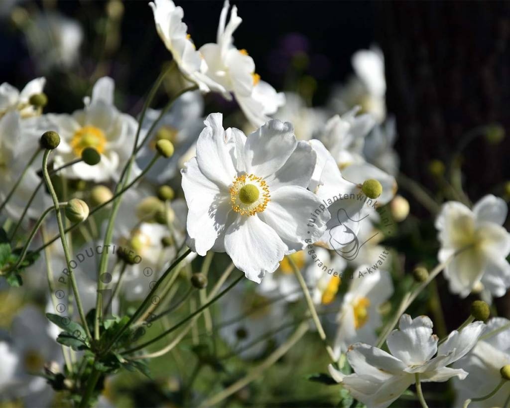 Anemone hybrida 'Honorine Jobert'