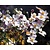 Anemone tomentosa 'Robustissima'