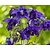Aquilegia vulgaris