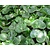 Asarum europaeum