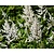 Astilbe japonica 'Deutschland'