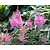 Astilbe japonica 'Rheinland'