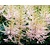 Astilbe simplicifolia 'Sprite'