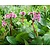 Bergenia cordifolia