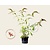 Buddleja davidii 'White Profusion'