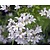 Campanula lactiflora 'Loddon Anna'