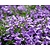 Campanula portenschlagiana