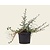 Cotoneaster procumbens 'Streibs Findling'