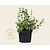 Euonymus fortunei 'Emerald Gaiety'