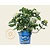 Hydrangea macrophylla 'Endless Summer Blue'