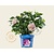 Hydrangea macrophylla 'Endless Summer Pink'
