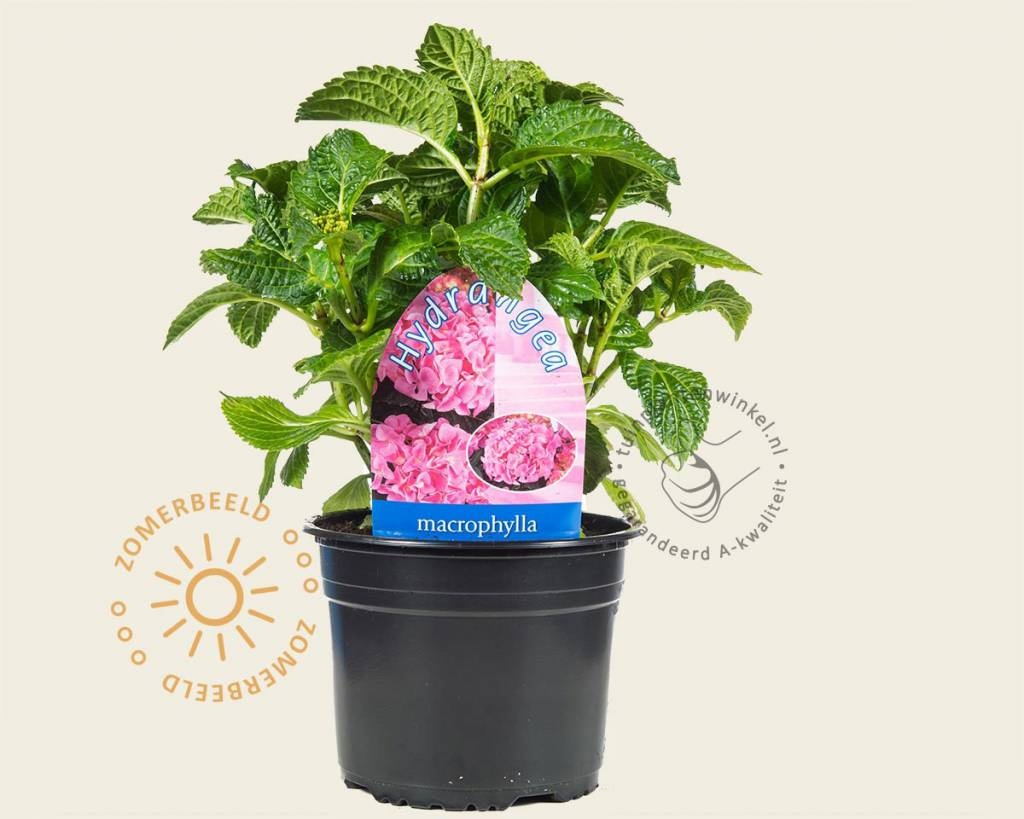 Hydrangea macrophylla 'Bouquet Rose'