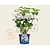 Hydrangea macrophylla 'Madame Emile Mouillere'