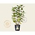 Hydrangea paniculata 'Early Sensation'