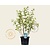 Hydrangea paniculata 'Unique'