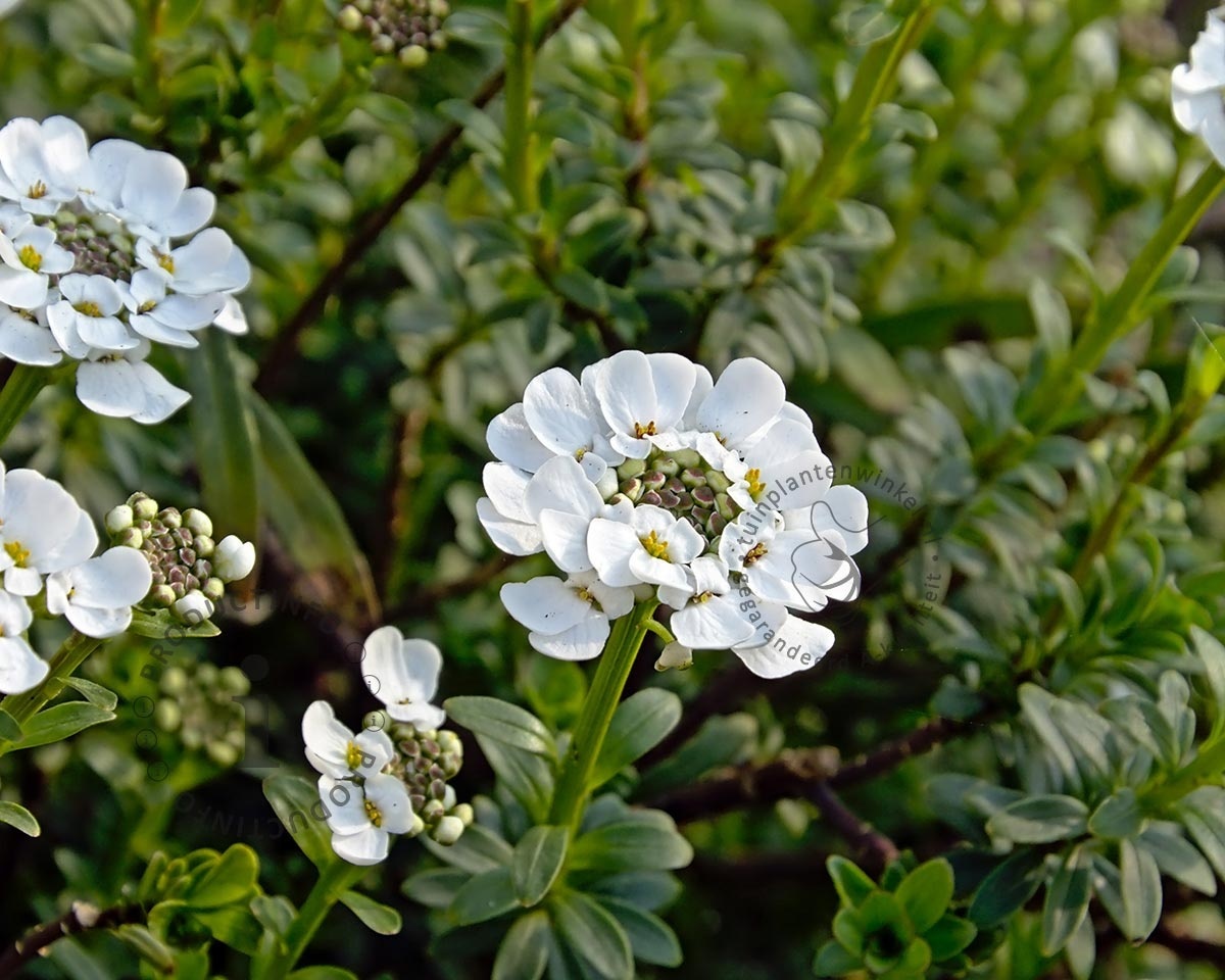 Iberis sempervirens