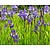 Iris sibirica 'Blue King'