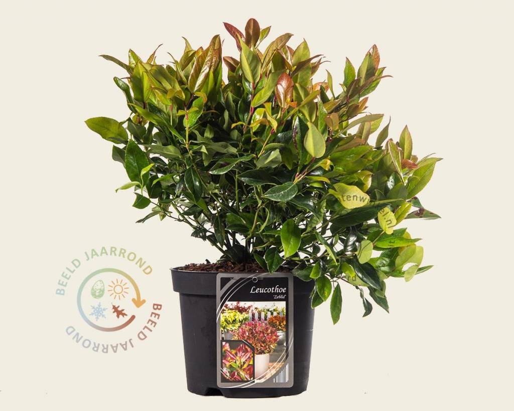 Leucothoe axillaris 'Zeblid'
