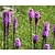 Liatris spicata 'Kobold'