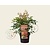Nandina domestica 'Magical Sunrise'