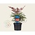 Nandina domestica 'Obsessed'