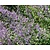 Nepeta faassenii 'Six Hills Giant'
