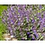 Nepeta faassenii