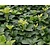 Pachysandra terminalis