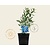 Perovskia atriplicifolia 'Blue Spire'