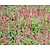 Persicaria affinis 'Superba'